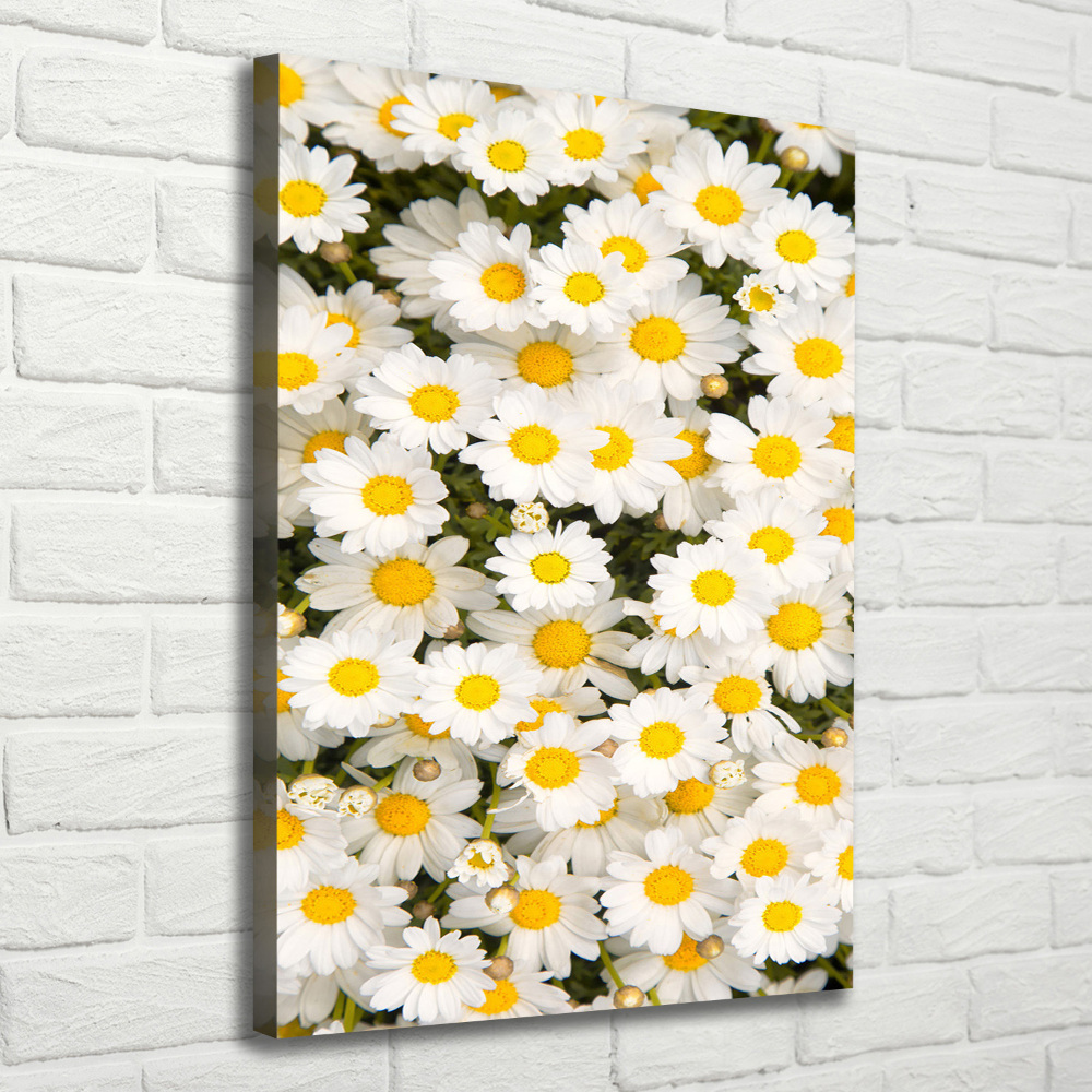 Canvas wall art Stokrotka flowers