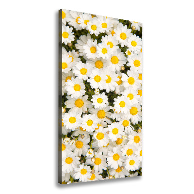 Canvas wall art Stokrotka flowers