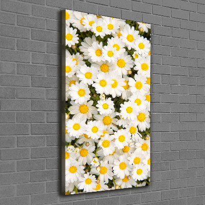 Canvas wall art Stokrotka flowers