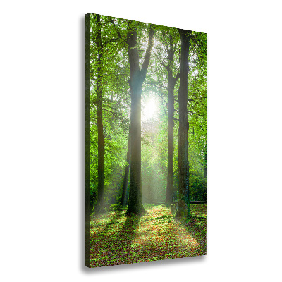 Large canvas wall art The sun in the forest