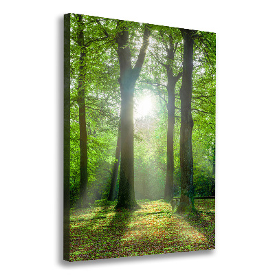 Large canvas wall art The sun in the forest