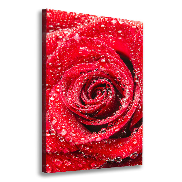 Canvas wall art Red rose