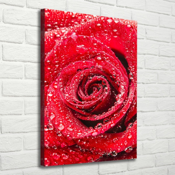 Canvas wall art Red rose