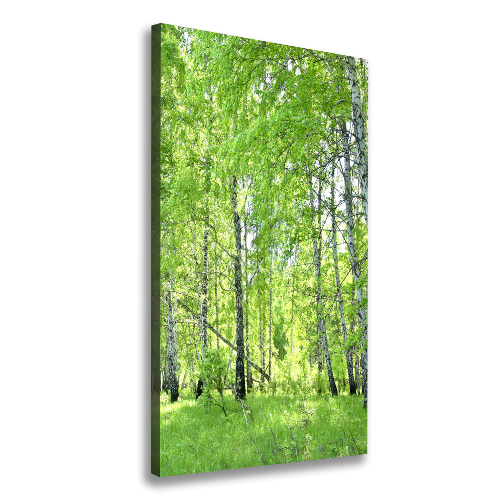 Canvas print Birch forest