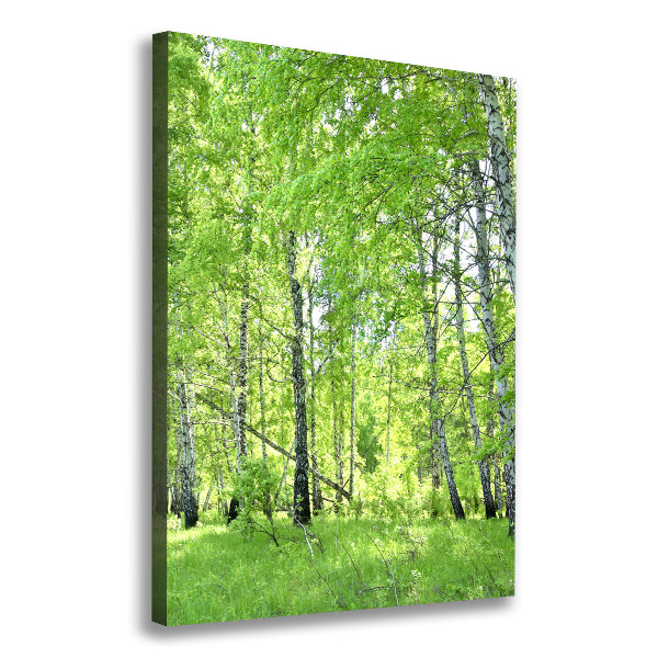 Canvas print Birch forest