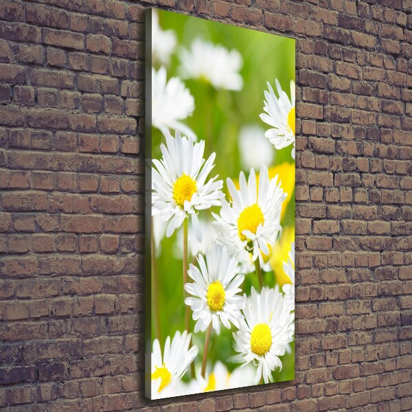 Canvas print Daisy