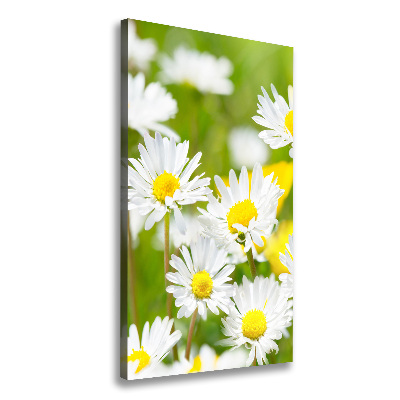 Canvas print Daisy