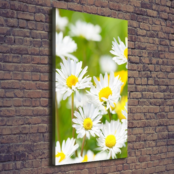 Canvas print Daisy