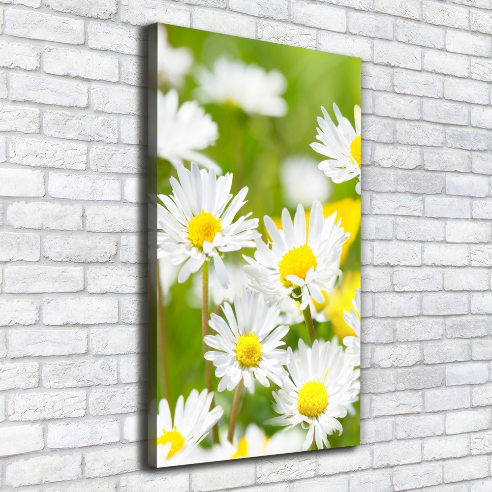 Canvas print Daisy