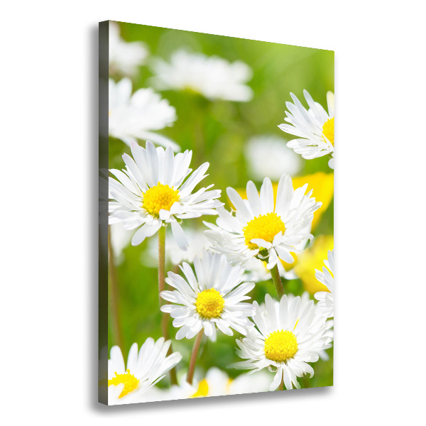 Canvas print Daisy