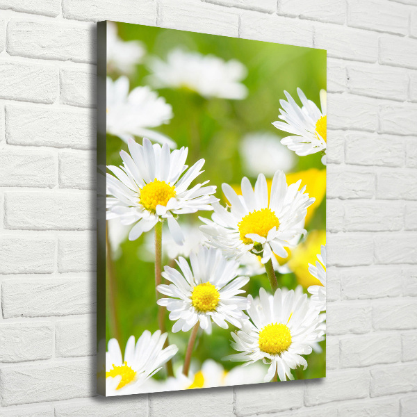 Canvas print Daisy