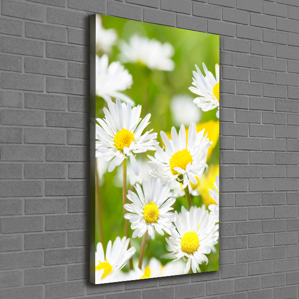 Canvas print Daisy