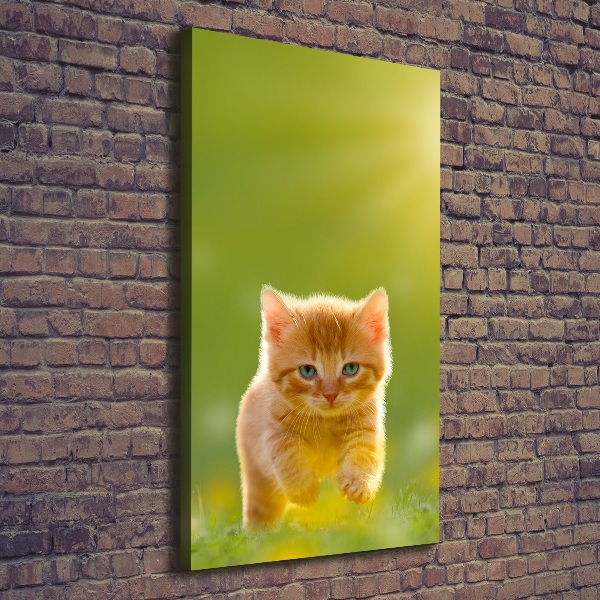 Canvas wall art Red Cat