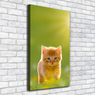 Canvas wall art Red Cat