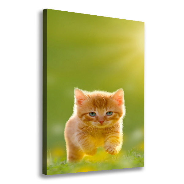 Canvas wall art Red Cat