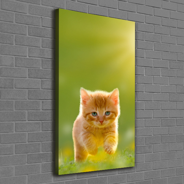 Canvas wall art Red Cat