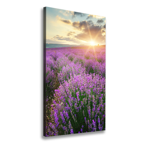 Large canvas wall art Lavender field