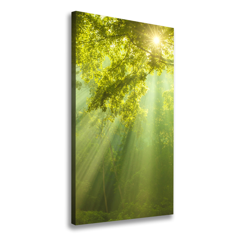 Canvas print The sun in the forest