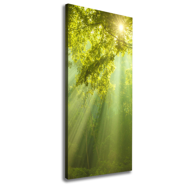 Canvas print The sun in the forest