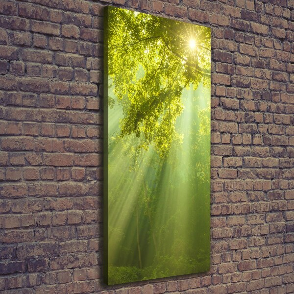 Canvas print The sun in the forest