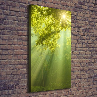 Canvas print The sun in the forest