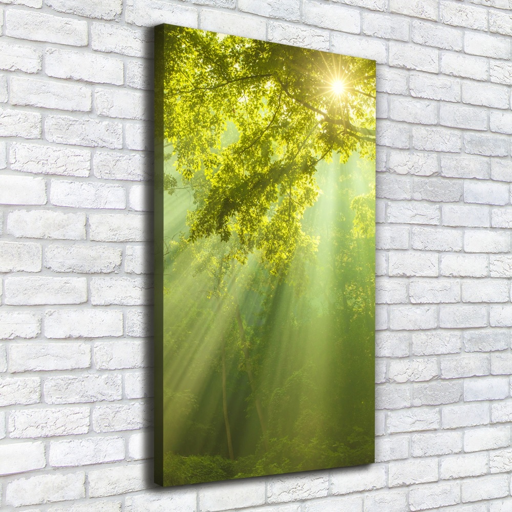 Canvas print The sun in the forest