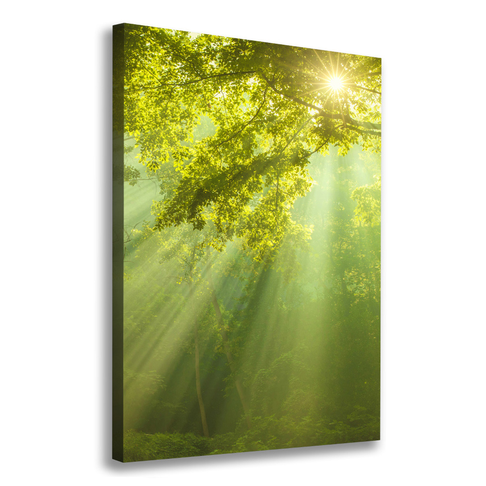 Canvas print The sun in the forest