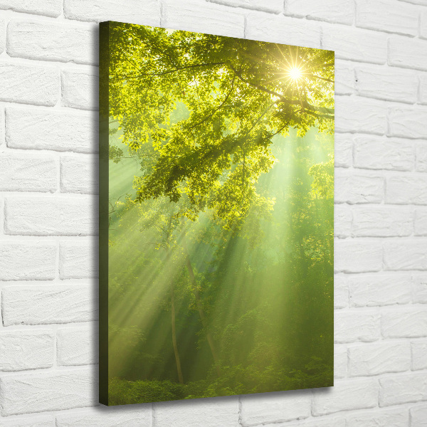 Canvas print The sun in the forest