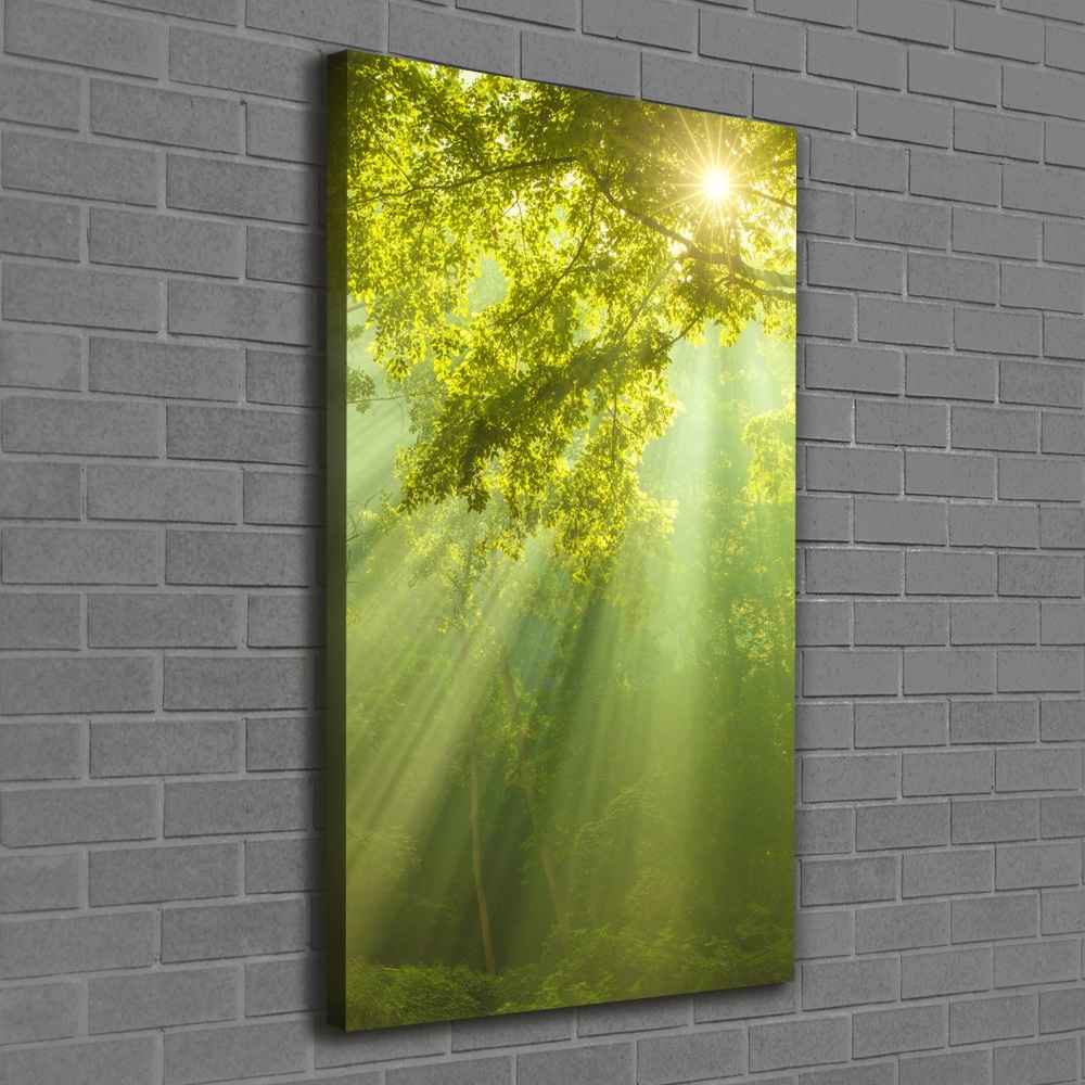 Canvas print The sun in the forest