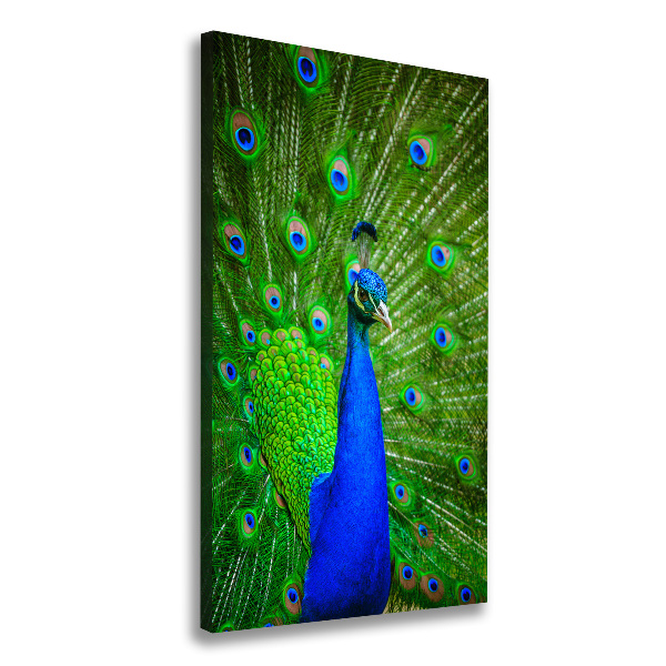 Large canvas wall art Peacock