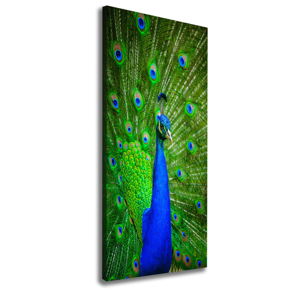 Large canvas wall art Peacock