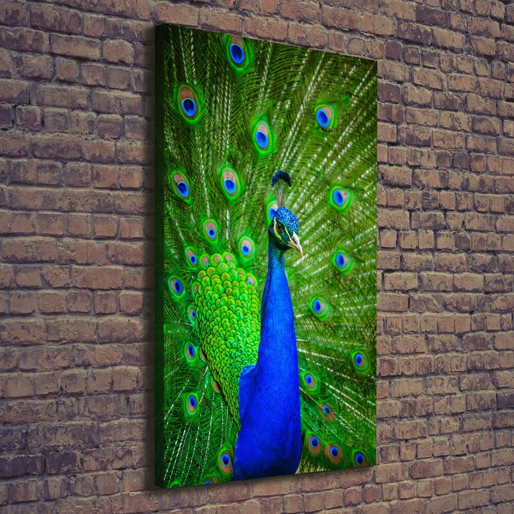 Large canvas wall art Peacock