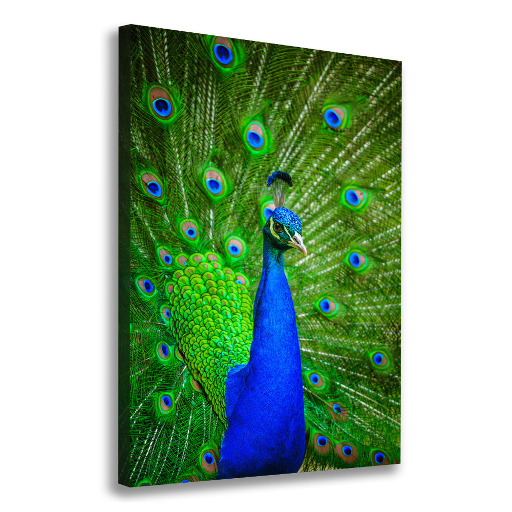 Large canvas wall art Peacock