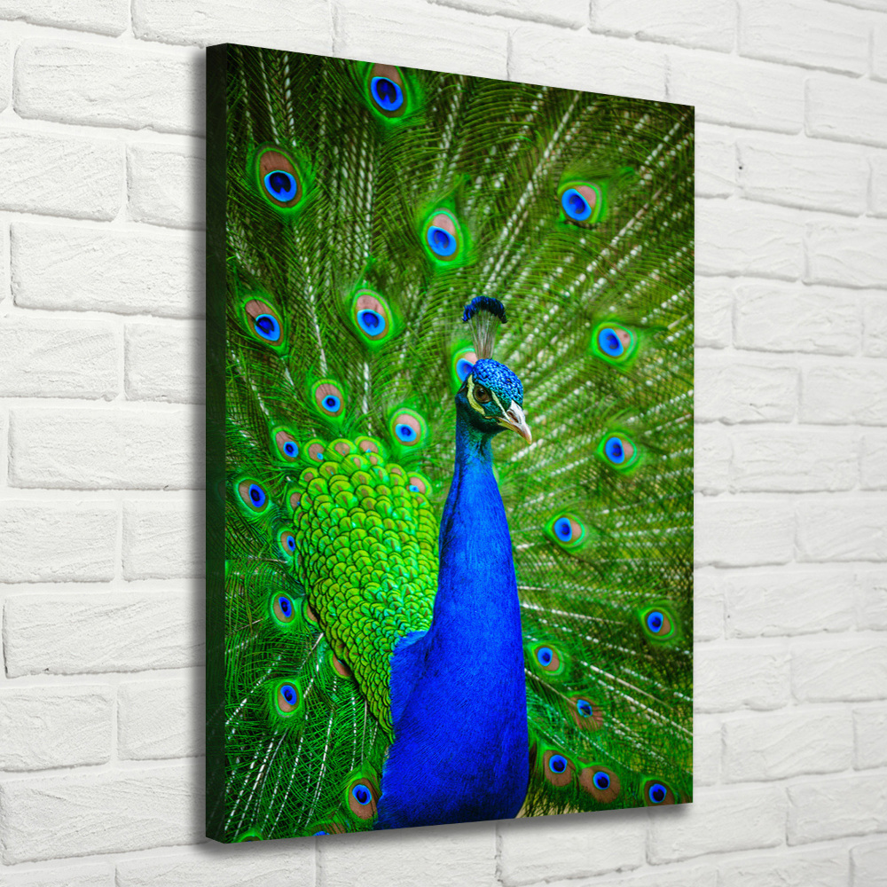 Large canvas wall art Peacock