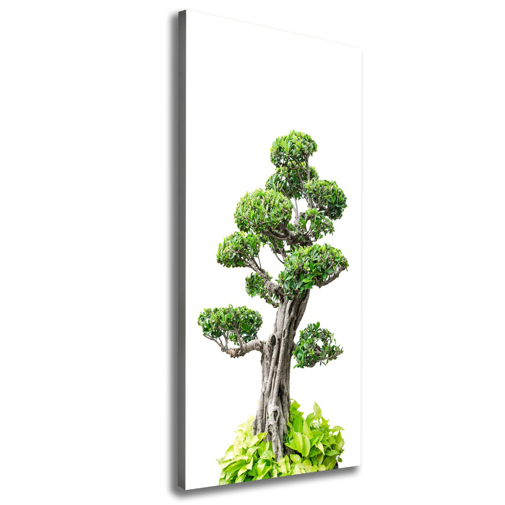 Wall art canvas large Bonsai tree