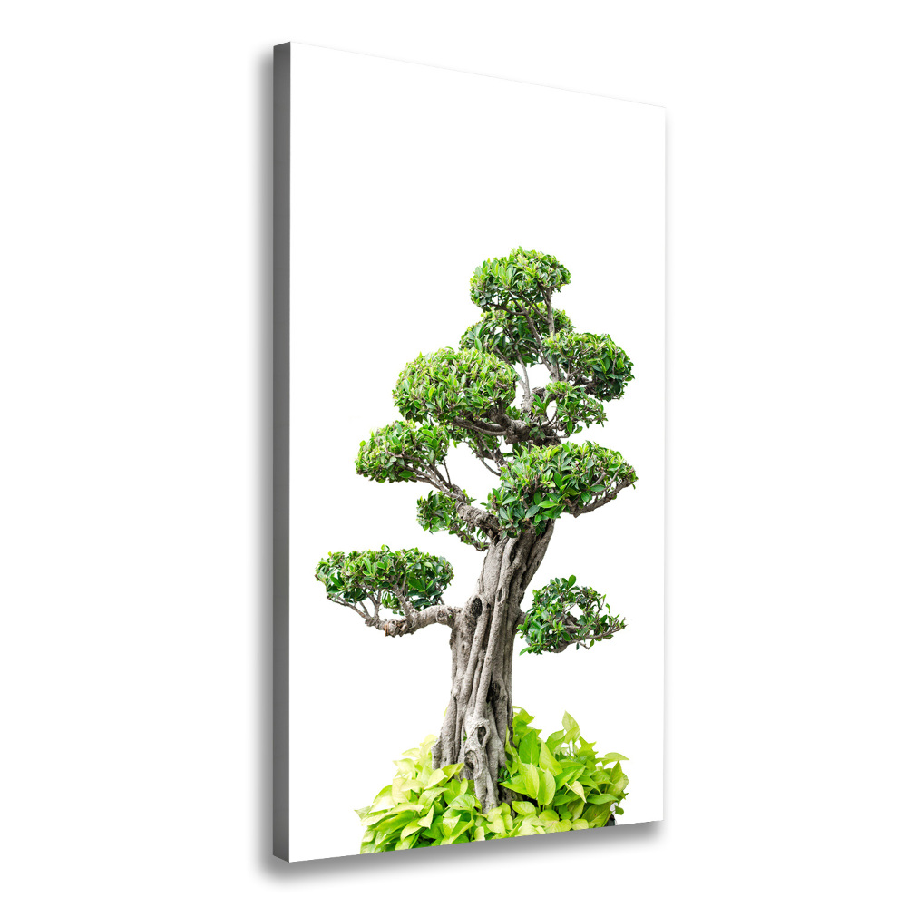 Wall art canvas large Bonsai tree