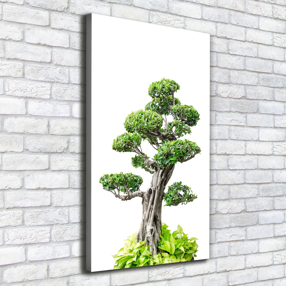 Wall art canvas large Bonsai tree