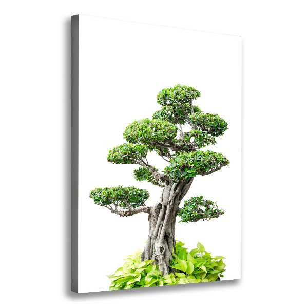 Wall art canvas large Bonsai tree