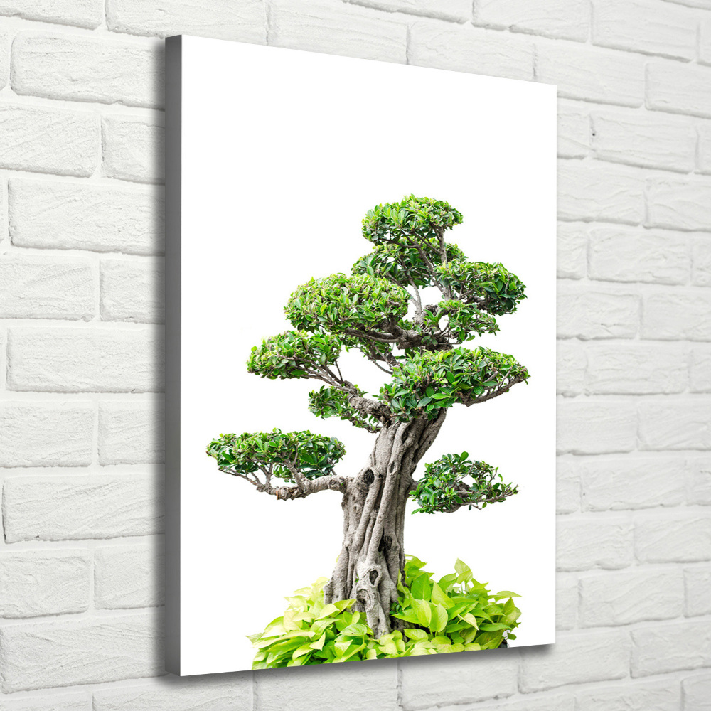 Wall art canvas large Bonsai tree