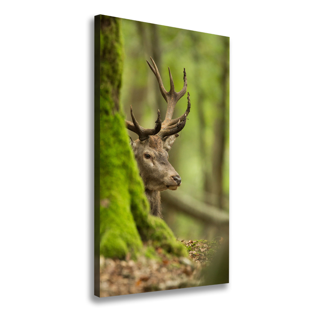 Large canvas wall art Deer