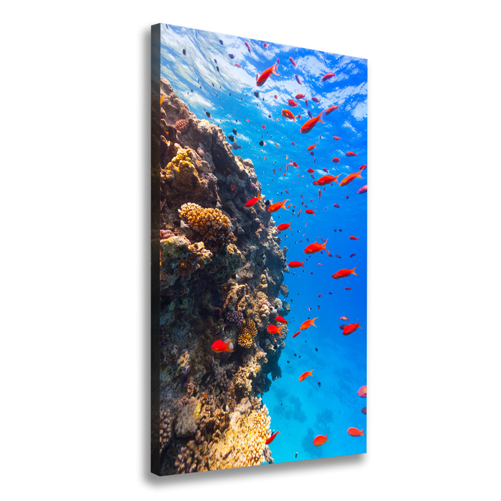 Canvas print Coral reef