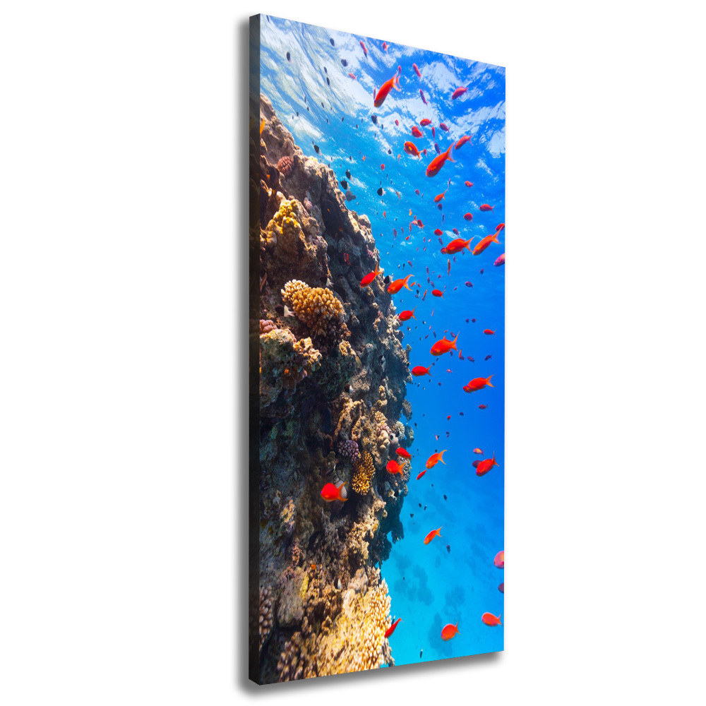 Canvas print Coral reef