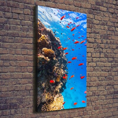 Canvas print Coral reef