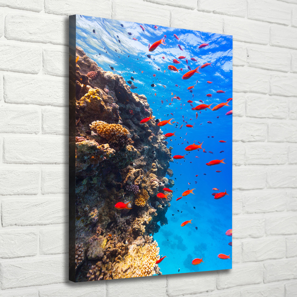 Canvas print Coral reef