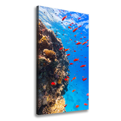 Canvas print Coral reef