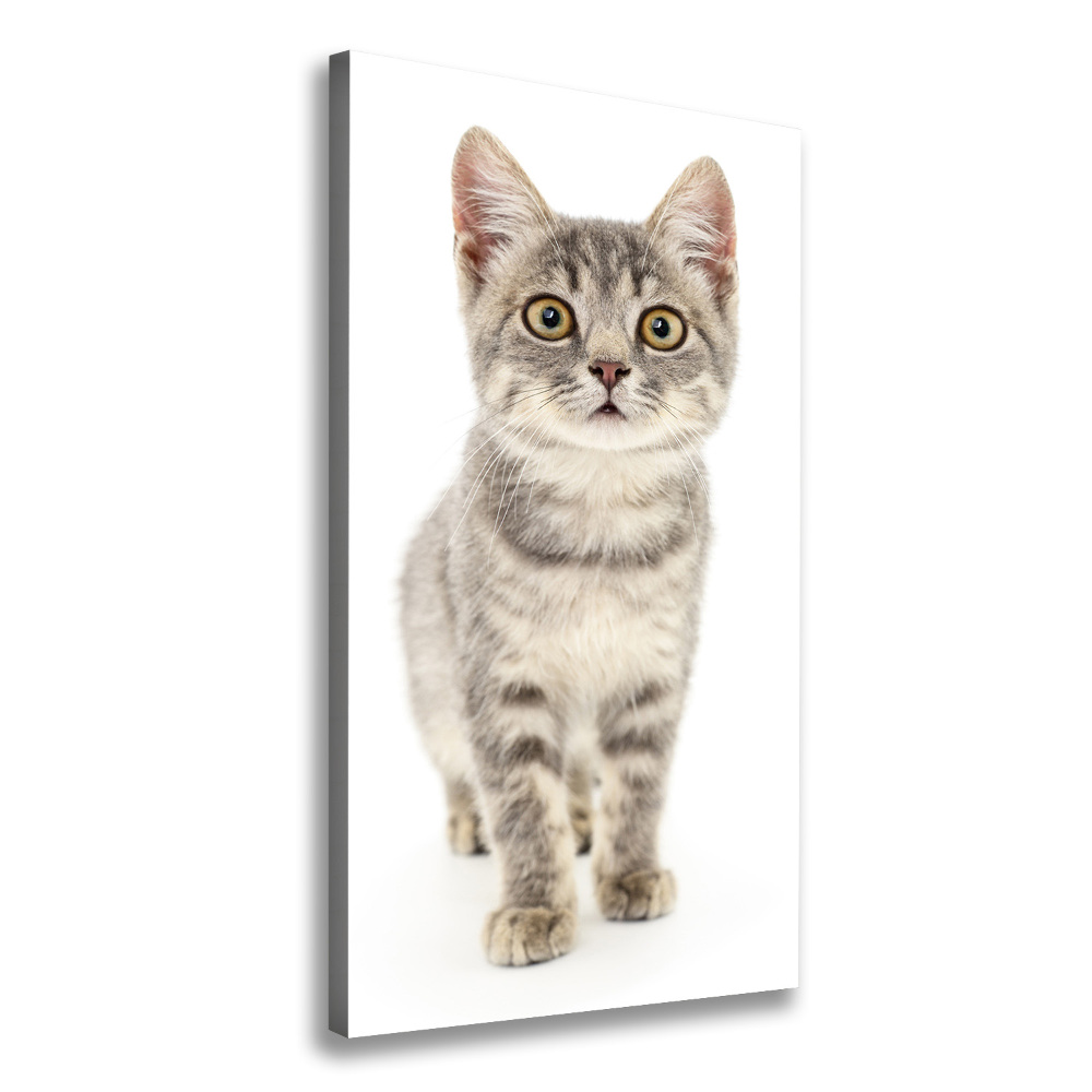 Canvas print Gray cat