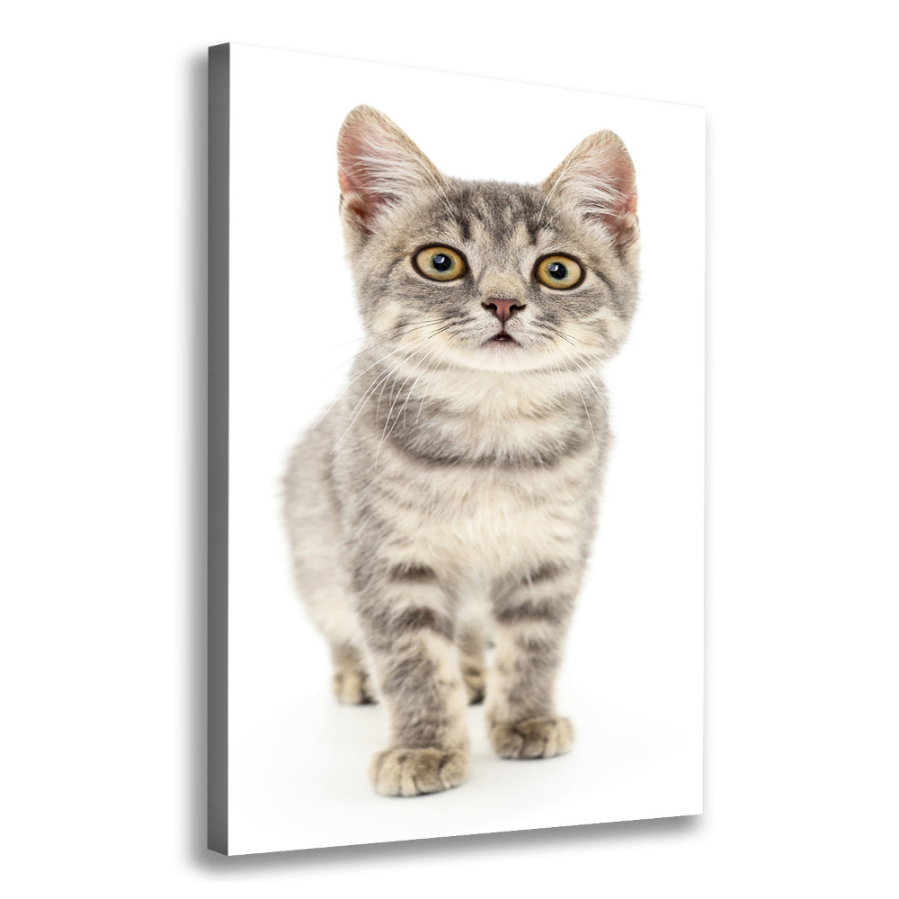 Canvas print Gray cat