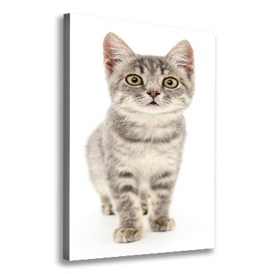 Canvas print Gray cat