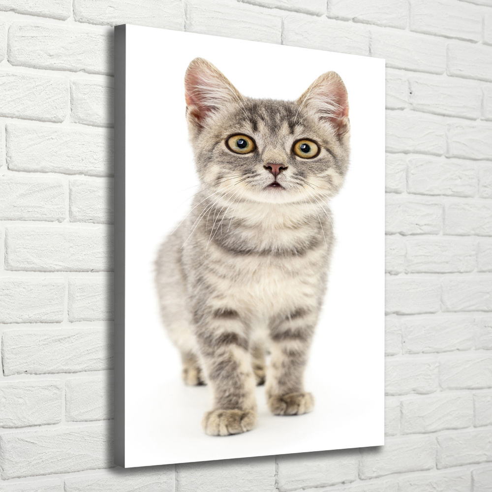 Canvas print Gray cat