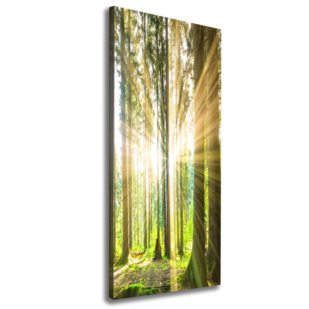 Wall art canvas The sun in the forest